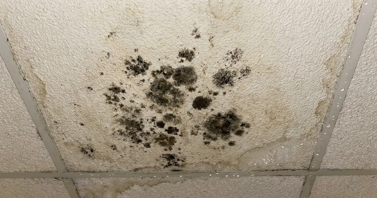 Difference Between Mold and Mildew: How to Tell, and When It’s Serious